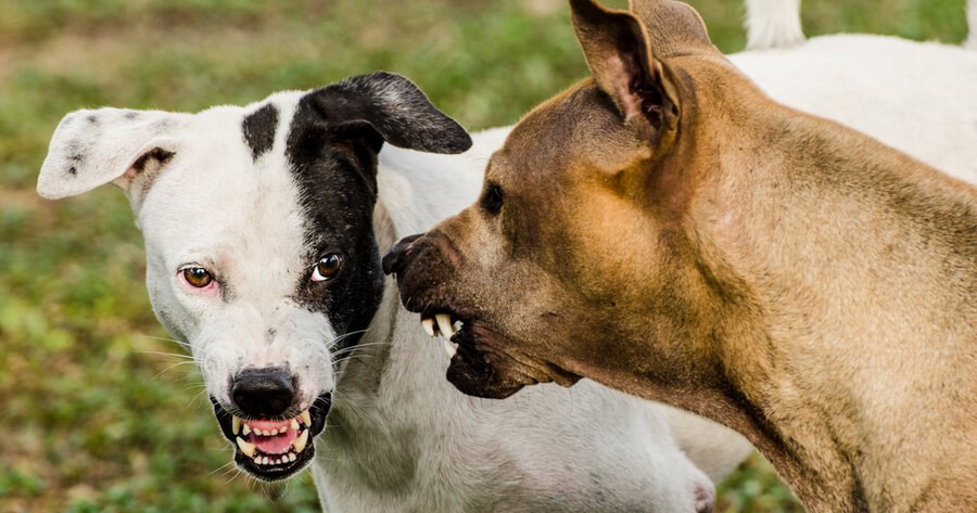 Warum knurrt mein Hund mich oder die Familie an?